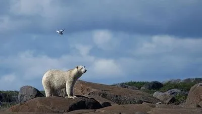 Белый медведь убил двух людей на Аляске