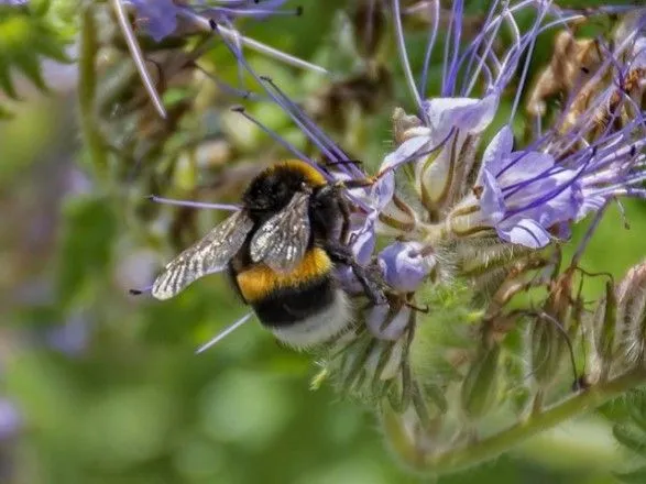 ЕС запретил использовать токсичные для пчел пестициды