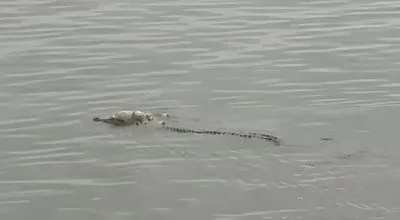 Шокуюче відео: крокодил повернув тіло втопленої дитини