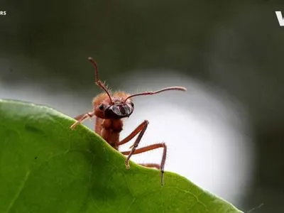 Вчені хочуть навчити мурах виявляти у людей онкологію