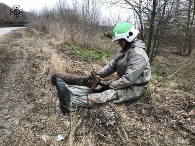 В Киевской области спасли из озера раненого олененка