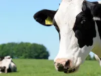 У Нідерландах на одній із ферм виявили коров'ячий сказ