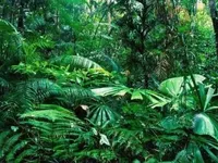 Люди знищують майже 40% тропічних лісів Амазонки