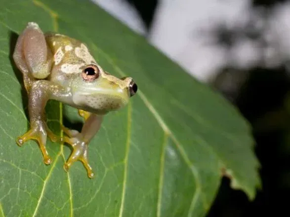У Танзанії виявили новий вид жаб, які не вміють квакати