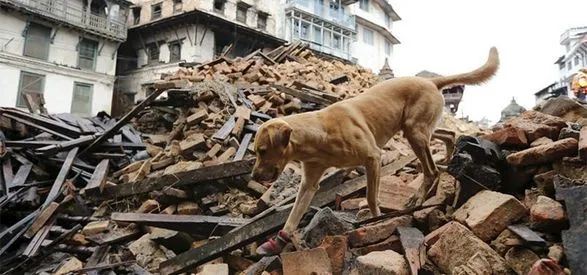Чи можуть тварини передбачити землетруси: цікаві факти