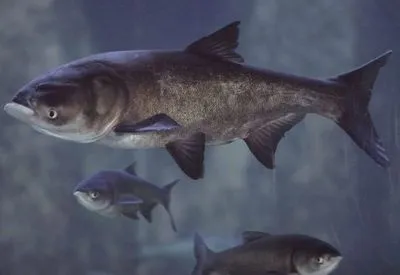 Обстріли рф спричиняють масову загибель риб у Херсонській області - Держрибагентство