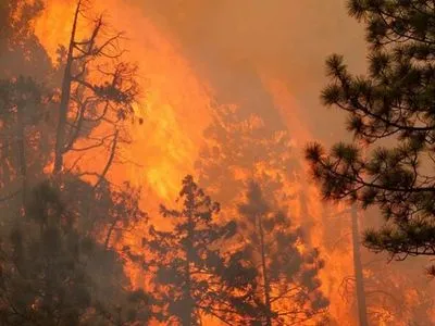 В Чили объявят комендантский час в двух пострадавших от лесных пожаров регионах