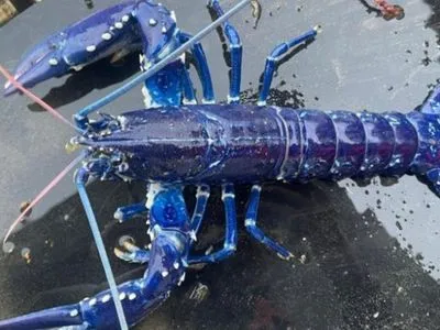Один на миллионы: рыбак в Британии поймал редкого синего омара