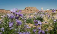Лавандовое цветение окрасило пустыню Саудовской Аравии в фиолетовый цвет