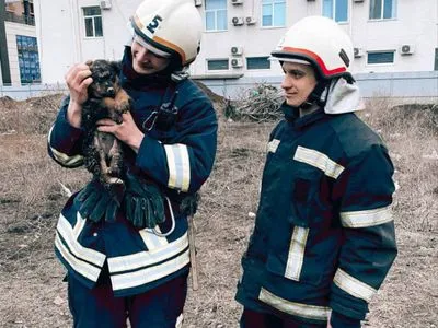 "Необычная операция": в Одессе спасли щенка из ямы глубиной более 3 метров