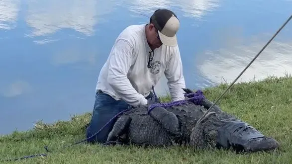 Во Флориде аллигатор убил 85-летнюю женщину, которая выгуливала собаку: видео