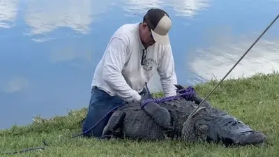 У Флориді алігатор убив 85-річну жінку, яка вигулювала собаку: відео