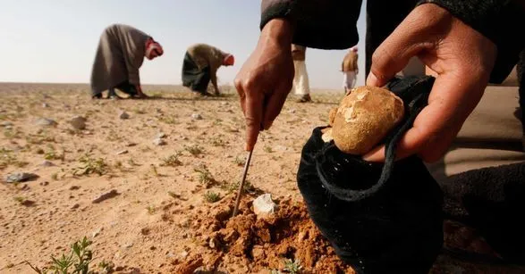 Восемь охотников за трюфелями погибли в результате взрыва на мине в Сирии