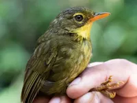 Вперше за 24 роки вчені помітили мадагаскарського співочого птаха