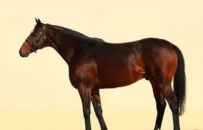 В Чехии украли лошадь рамзана кадырова