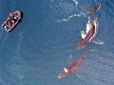 Українські вчені в Антарктиді вивчають китів за допомогою дронів: фото