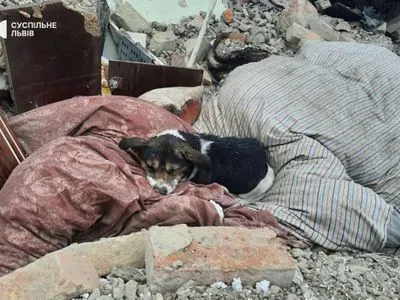 Власників вбила російська ракета: мережу розчулило фото собаки, який лежить на уламках зруйнованого будинку