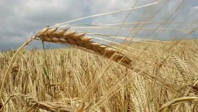 Болгарские производители зерна требуют запрета на импорт украинской пшеницы