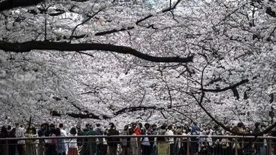 В Токіо рекордно рано зацвіла сакура