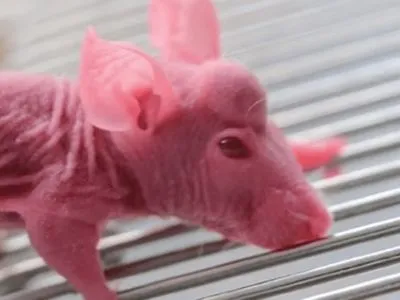 Взяли стволовые клетки от оленя: ученые вырастили на лбу у мышей "рога"