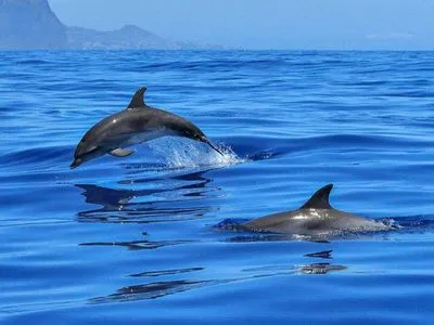 По меньшей мере 910 дельфинов выбросило на атлантическое побережье во Франции