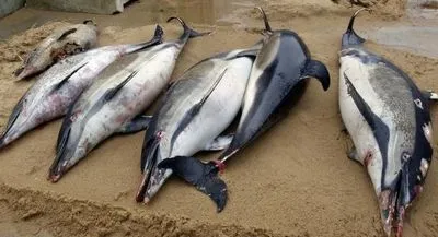 С начала зимы на атлантическое побережье Франции выбросило почти тысячу дельфинов
