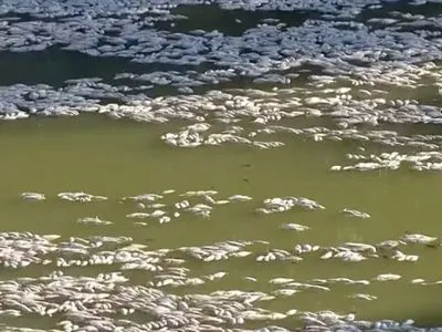 В Австралії тонни мертвої риби викинуло на берег через спеку