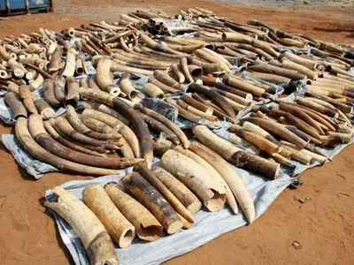 У В’єтнамі конфіскували 7 тонн слонової кістки в найбільшій справі про контрабанду