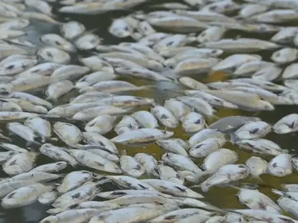 Миллионы мертвых рыб выбросило на берег Австралии из-за жары