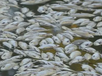 Миллионы мертвых рыб выбросило на берег Австралии из-за жары