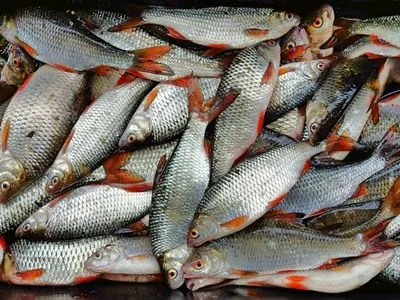 Україна отримала перші 106 млн гривень від продажу лотів на промисловий вилов риби