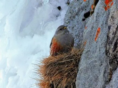 На горе Поп Иван замечена краснокнижная птичка тиновка альпийская