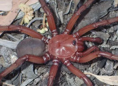 У Австралії виявили рідкісний тип гігантських павуків