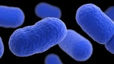 Вчені: бактерії з м'яса можуть бути причиною інфекцій сечовивідних шляхів