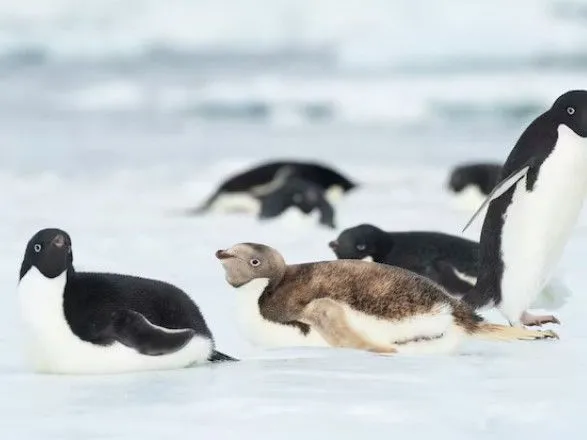 v-antarktidi-pomitili-nezvichnogo-pingvina-fotograf-podilivsya-svitlinoyu
