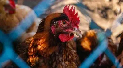 В Чили выявлен первый случай птичьего гриппа у человека