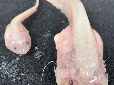 Вчені у Японії виявили рибу, яка плаває на максмимальній глибині