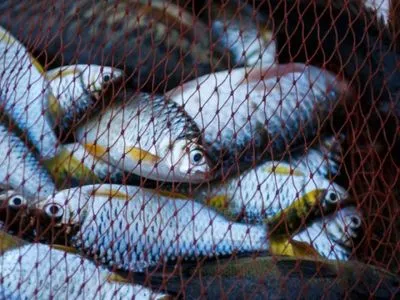 В Україні посилять контроль за продажем риби