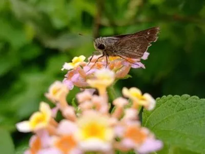 Метелики є більш ефективними запилювачами, ніж бджоли - дослідження