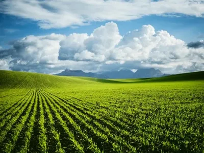 ЄС прогнозує хорошу врожайність озимих культур в Україні: вплинула погода