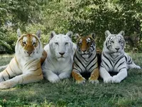 Тигри мають індивідуальні риси характеру - дослідження