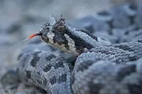 Фотограф витратила 10 днів на вистежування змій у Намібії