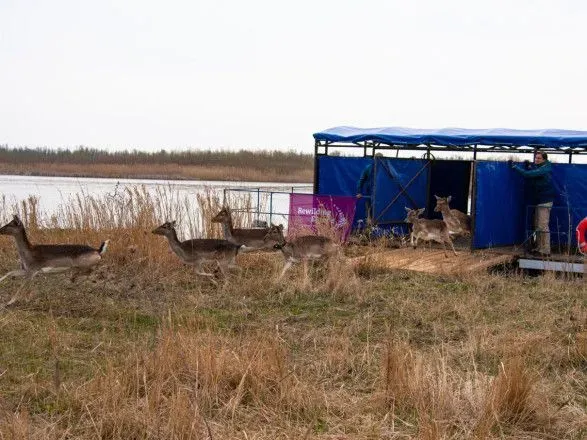 В заповеднике на острове в Одесской области появились олени и лани