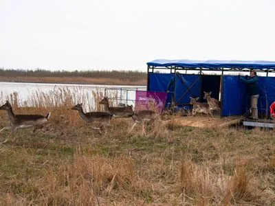 У заповіднику на острові в Одеській області з'явились олені та лані