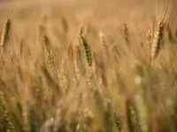 ЄС прогнозує вищий врожай м'якої пшениці цього року
