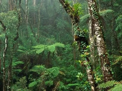 Незважаючи на обіцянки Лули: вирубка тропічних лісів у Бразилії все ще триває