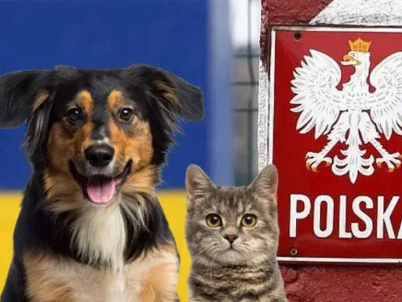 В Польше изменили правила ввоза животных из Украины: нужно еще три документа