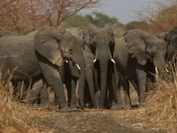 Браконьєри вбили п'ятьох слонів у Чаді