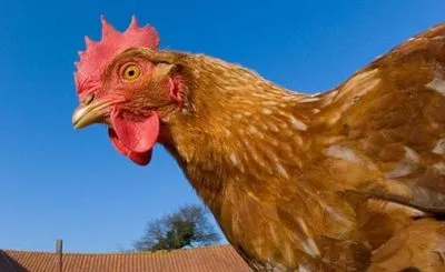 Ризик пташиного грипу знижується: в Англії дозволяють тримати домашніх птахів на вулиці