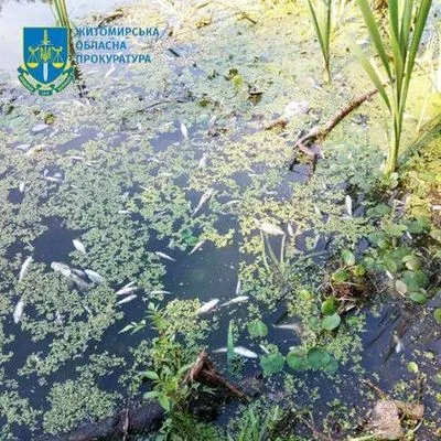 Ущерб на 22 млн грн из-за отравления реки и мора рыбы: в Житомире экс-директору водоканала сообщили о подозрении